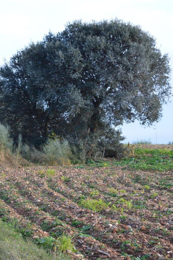 Posada La Reja Malpica de Tajo エクステリア 写真
